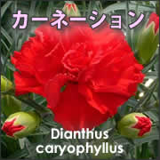 d炫VN@`